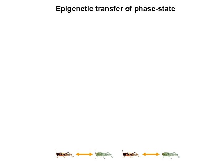 Epigenetic transfer of phase-state Epigenetic transfer of phase-state
