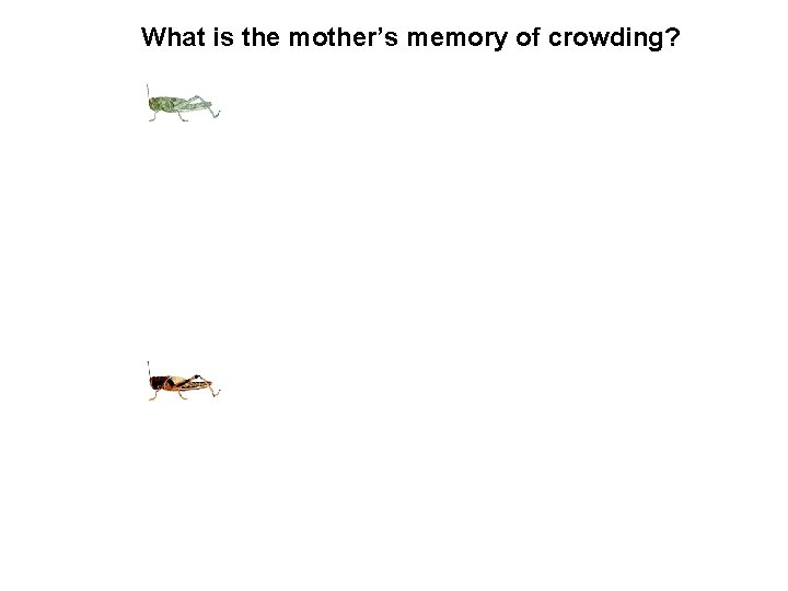 What is the mother’s memory of crowding? What is the mother’s memory of crowding?