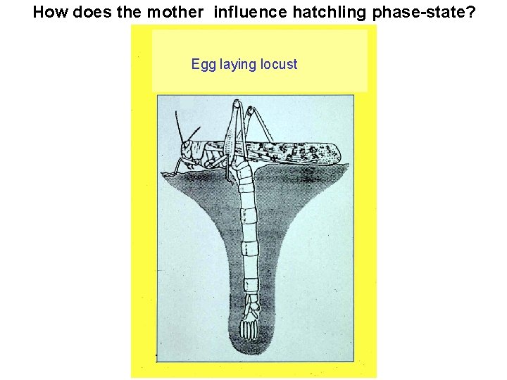 How does the mother influence hatchling phase-state? Egg laying locust 