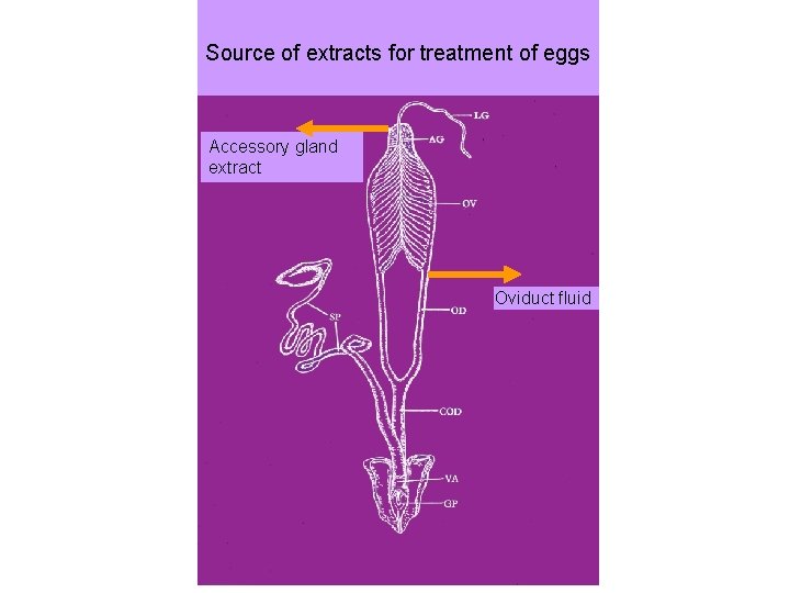 Source of extracts for treatment of eggs Accessory gland extract Oviduct fluid 