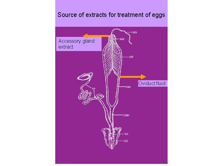 Source of extracts for treatment of eggs Accessory gland extract Oviduct fluid Source of extracts for treatment of eggs Accessory gland extract Oviduct fluid
