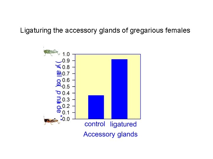 Ligaturing the accessory glands of gregarious females 