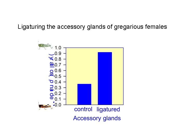 Ligaturing the accessory glands of gregarious females Ligaturing the accessory glands of gregarious females