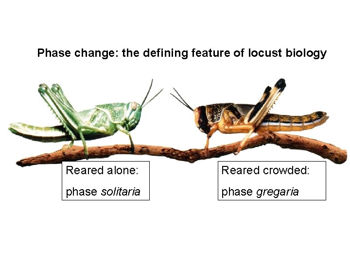 Phase change: the defining feature of locust biology Reared alone: Reared crowded: phase solitaria Phase change: the defining feature of locust biology Reared alone: Reared crowded: phase solitaria