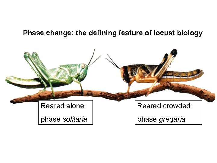 Phase change: the defining feature of locust biology Reared alone: Reared crowded: phase solitaria