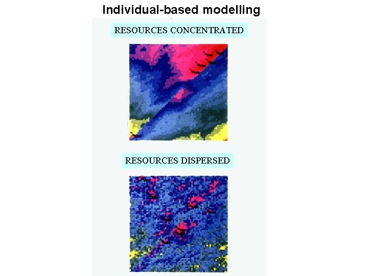 Individual-based modelling RESOURCES CONCENTRATED RESOURCES DISPERSED 