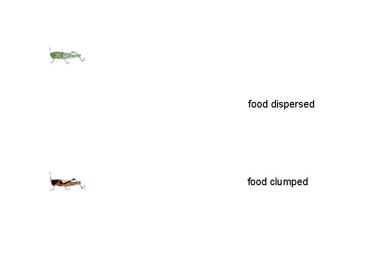 food dispersed food clumped food dispersed food clumped