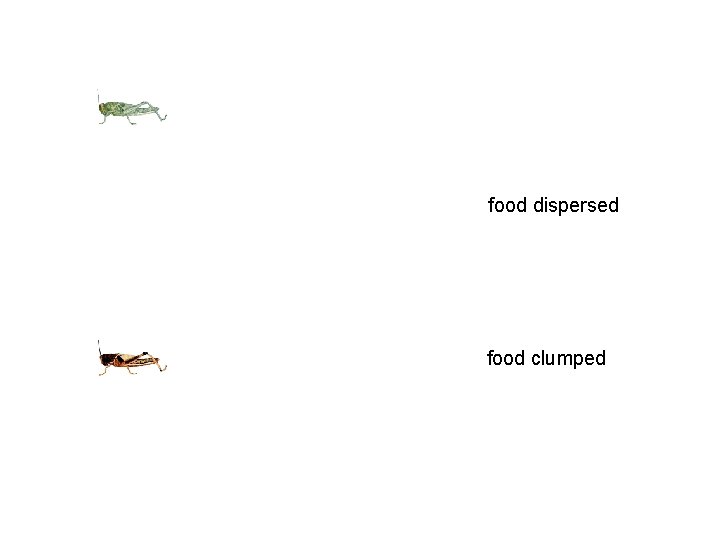 food dispersed food clumped 