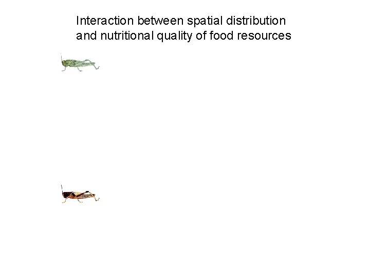 Interaction between spatial distribution and nutritional quality of food resources 