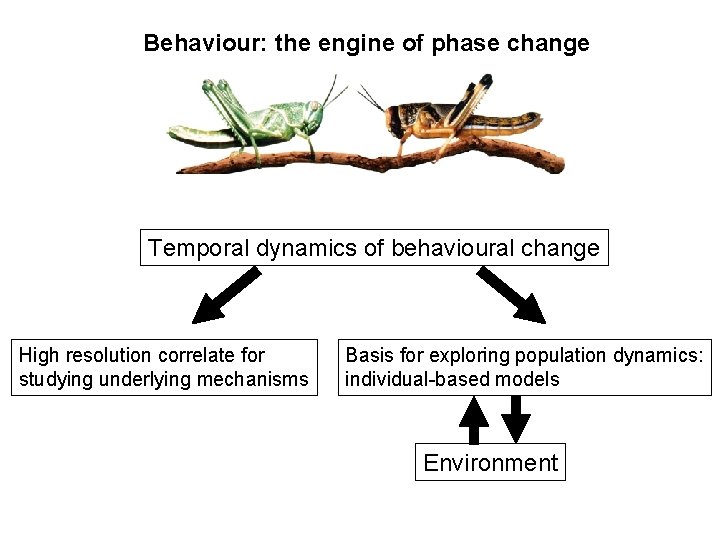 Behaviour: the engine of phase change Temporal dynamics of behavioural change High resolution correlate