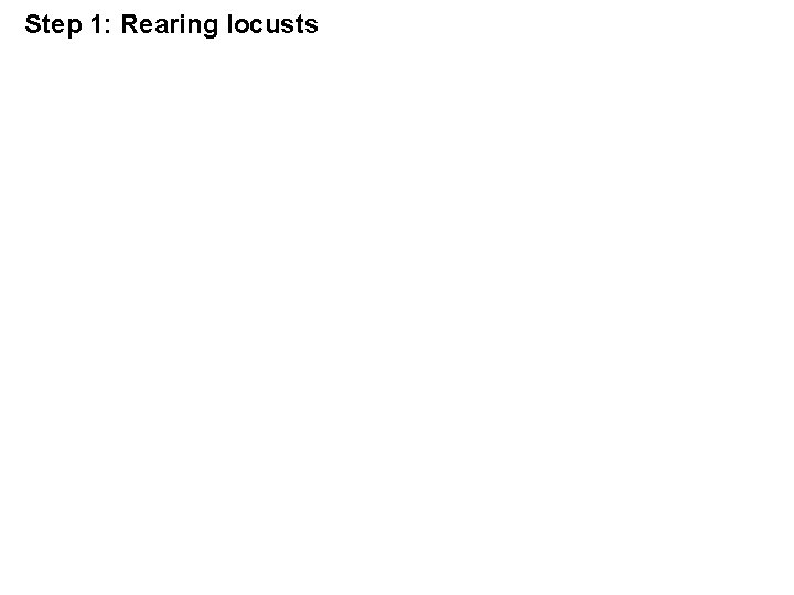 Step 1: Rearing locusts Step 1: Rearing locusts