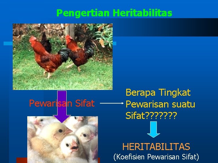 Pengertian Heritabilitas Pewarisan Sifat Berapa Tingkat Pewarisan suatu Sifat? ? ? ? HERITABILITAS (Koefisien