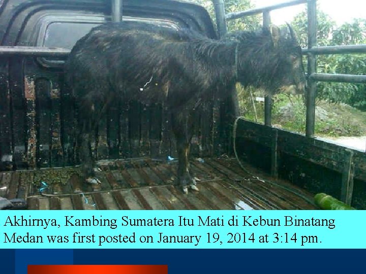 Akhirnya, Kambing Sumatera Itu Mati di Kebun Binatang Medan was first posted on January