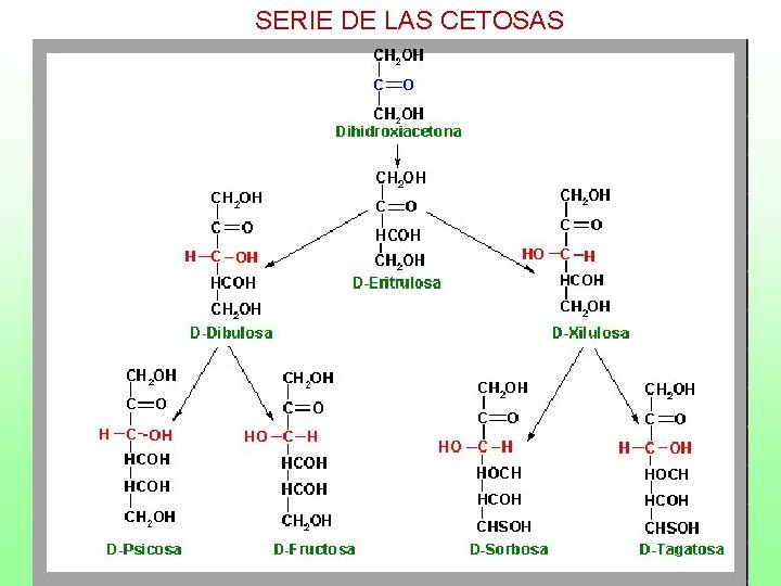SERIE DE LAS CETOSAS 