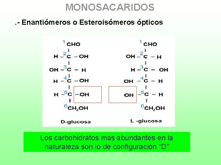 MONOSACARIDOS. - Enantiómeros o Esteroisómeros ópticos Los carbohidratos mas abundantes en la naturaleza son