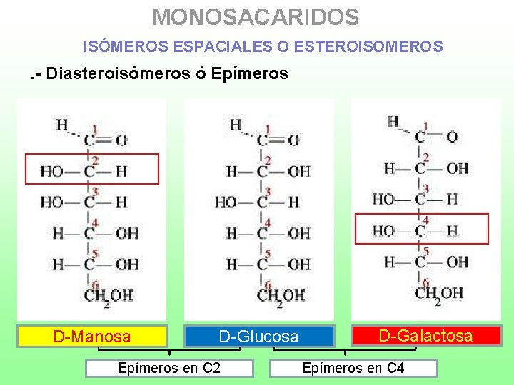 MONOSACARIDOS ISÓMEROS ESPACIALES O ESTEROISOMEROS . - Diasteroisómeros ó Epímeros D-Manosa D-Glucosa Epímeros en