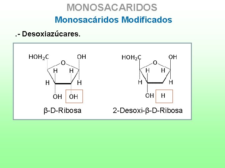 MONOSACARIDOS Monosacáridos Modificados. - Desoxiazúcares. β-D-Ribosa 2 -Desoxi-β-D-Ribosa 