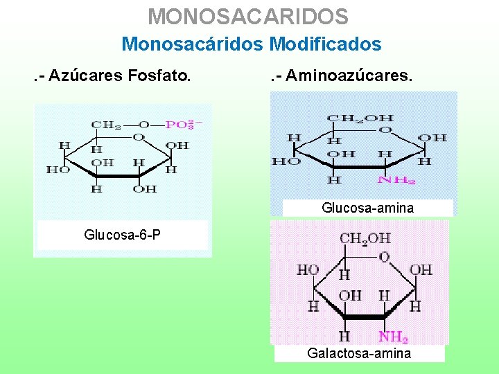 MONOSACARIDOS Monosacáridos Modificados. - Azúcares Fosfato. . - Aminoazúcares. Glucosa-amina Glucosa-6 -P Galactosa-amina 