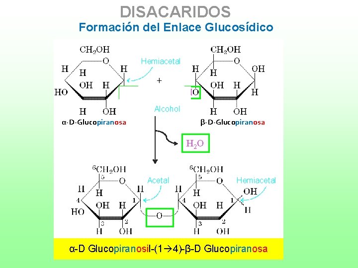 DISACARIDOS Formación del Enlace Glucosídico Hemiacetal Alcohol α-D-Glucopiranosa β-D-Glucopiranosa H 2 O Acetal Hemiacetal