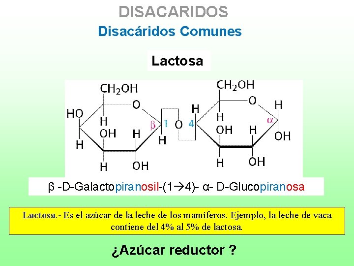 DISACARIDOS Disacáridos Comunes Lactosa β -D-Galactopiranosil-(1 4)- α- D-Glucopiranosa Lactosa. - Es el azúcar