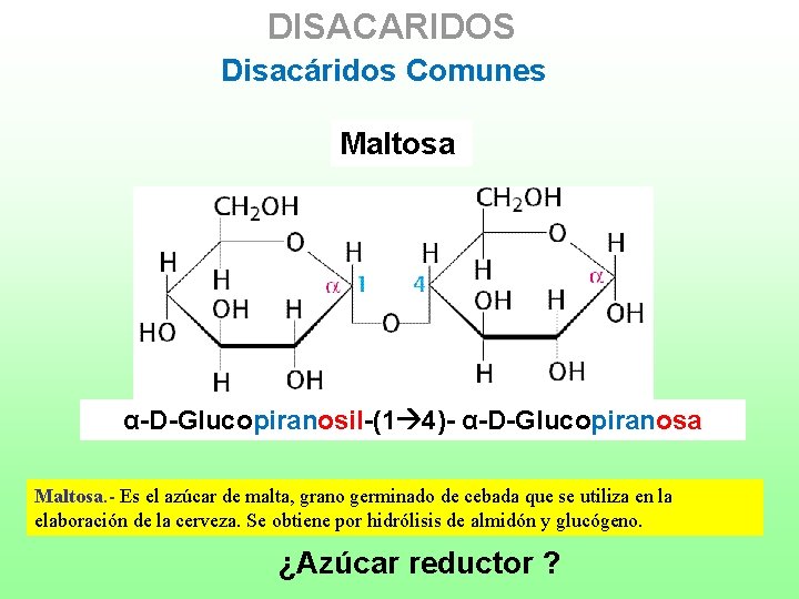 DISACARIDOS Disacáridos Comunes Maltosa α-D-Glucopiranosil-(1 4)- α-D-Glucopiranosa Maltosa. - Es el azúcar de malta,