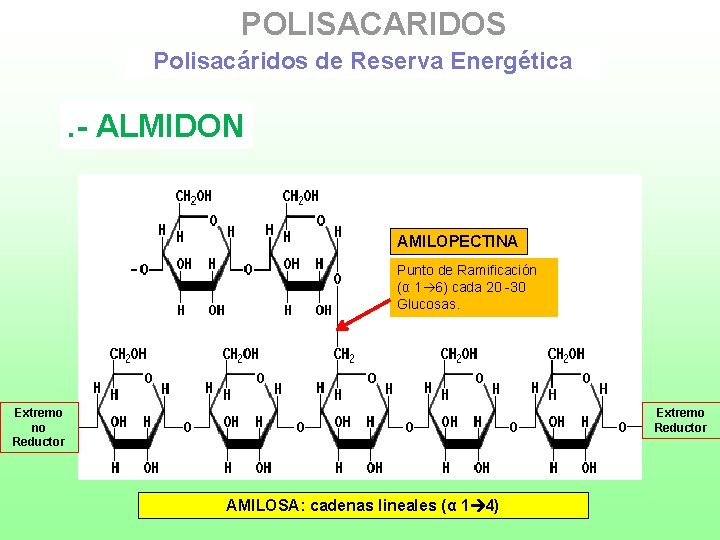 POLISACARIDOS Polisacáridos de Reserva Energética . - ALMIDON AMILOPECTINA Punto de Ramificación (α 1