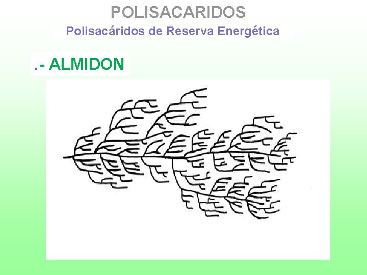 POLISACARIDOS Polisacáridos de Reserva Energética . - ALMIDON 