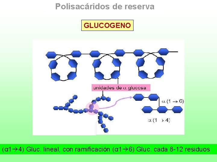 Polisacáridos de reserva GLUCOGENO (α 1 4) Gluc. lineal, con ramificación (α 1 6)