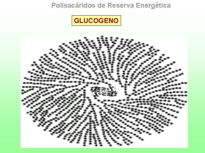 Polisacáridos de Reserva Energética GLUCOGENO 