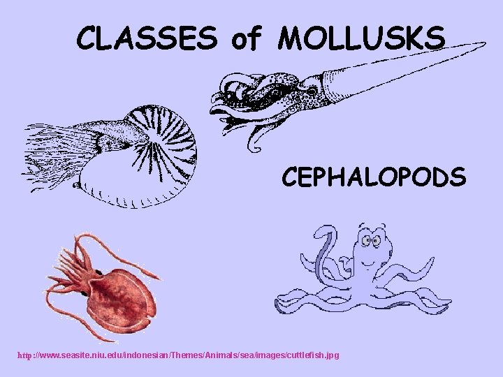 CLASSES of MOLLUSKS CEPHALOPODS http: //www. geocities. com/The. Tropics/2428/directory. html http: //www. seasite. niu.