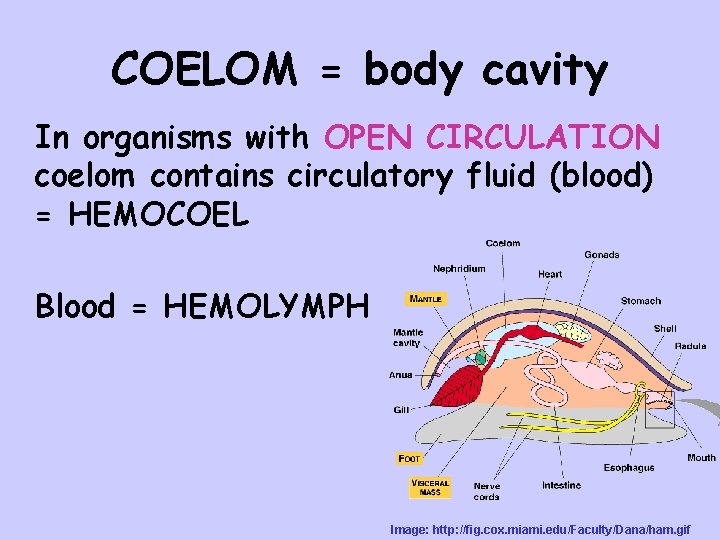COELOM = body cavity In organisms with OPEN CIRCULATION coelom contains circulatory fluid (blood)