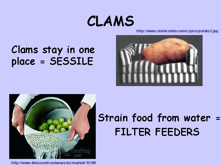 CLAMS http: //www. cinderzelda. com/czpics/potato 2. jpg Clams stay in one place = SESSILE