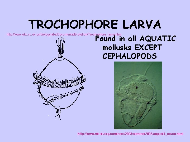 TROCHOPHORE LARVA http: //www. okc. cc. ok. us/biologylabs/Documents/Evolution/Trochophore_larva. htm Found in all AQUATIC mollusks