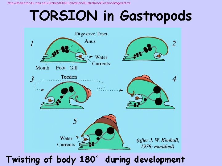 http: //shells. tricity. wsu. edu/Archerd. Shell. Collection/Illustrations/Torsion. Stages. html TORSION in Gastropods Twisting of