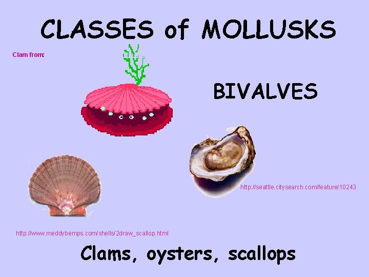 CLASSES of MOLLUSKS Clam from: http: //www. geocities. com/The. Tropics/2428/directory. html BIVALVES http: //seattle.