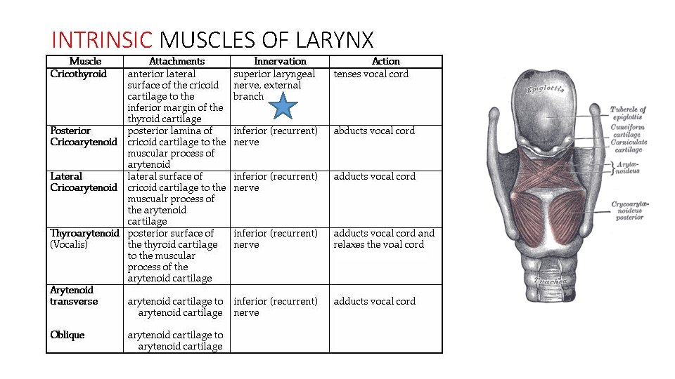 INTRINSIC MUSCLES OF LARYNX INTRINSIC MUSCLES OF LARYNX