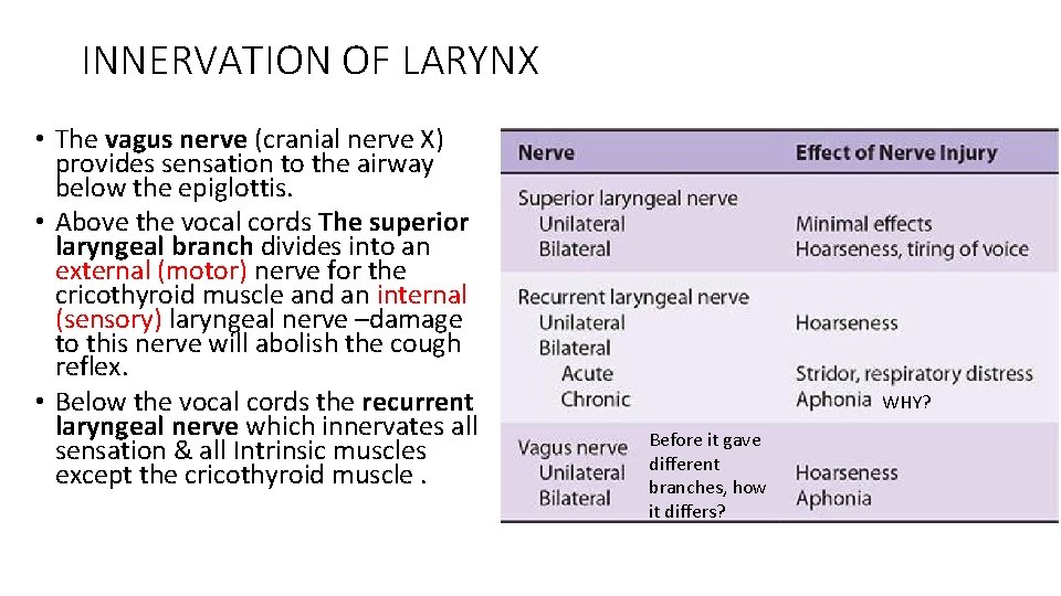 INNERVATION OF LARYNX • The vagus nerve (cranial nerve X) provides sensation to the