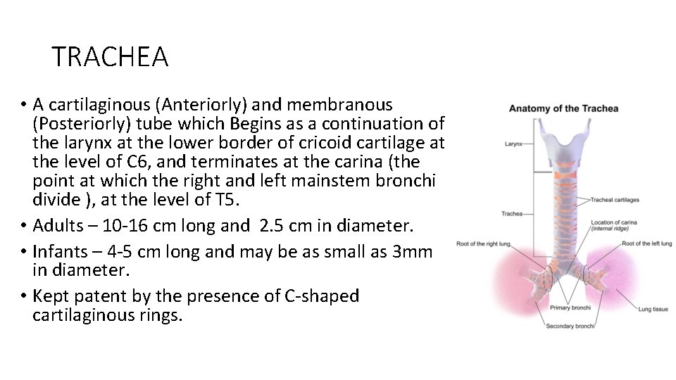 TRACHEA • A cartilaginous (Anteriorly) and membranous (Posteriorly) tube which Begins as a continuation