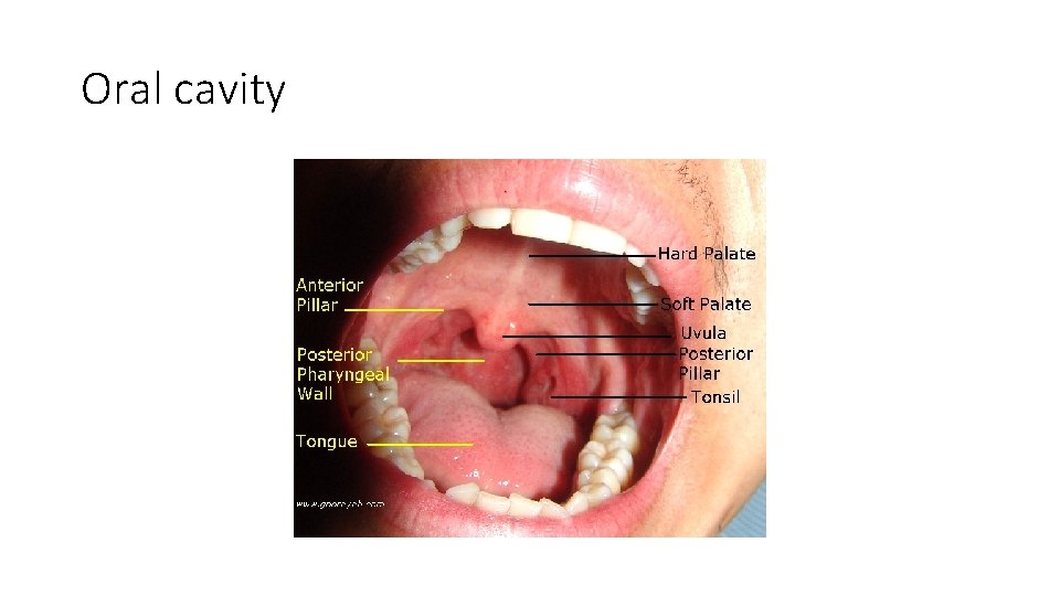 Oral cavity 