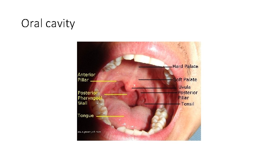 Oral cavity Oral cavity