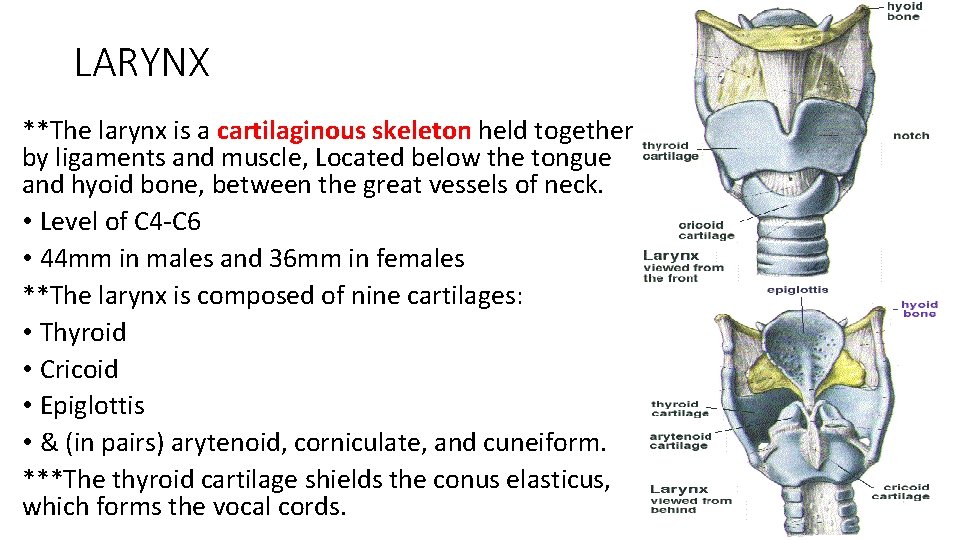 LARYNX **The larynx is a cartilaginous skeleton held together by ligaments and muscle, Located LARYNX **The larynx is a cartilaginous skeleton held together by ligaments and muscle, Located