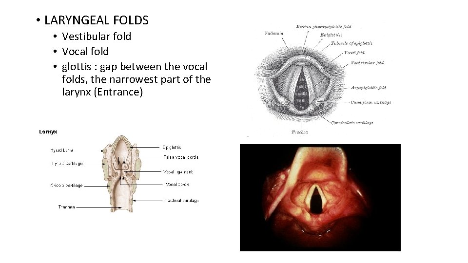 • LARYNGEAL FOLDS • Vestibular fold • Vocal fold • glottis : gap • LARYNGEAL FOLDS • Vestibular fold • Vocal fold • glottis : gap