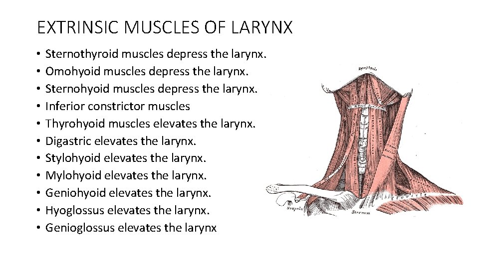 EXTRINSIC MUSCLES OF LARYNX • • • Sternothyroid muscles depress the larynx. Omohyoid muscles