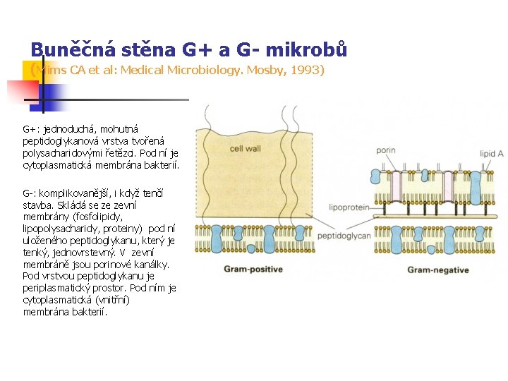 Buněčná stěna G+ a G- mikrobů (Mims CA et al: Medical Microbiology. Mosby, 1993)