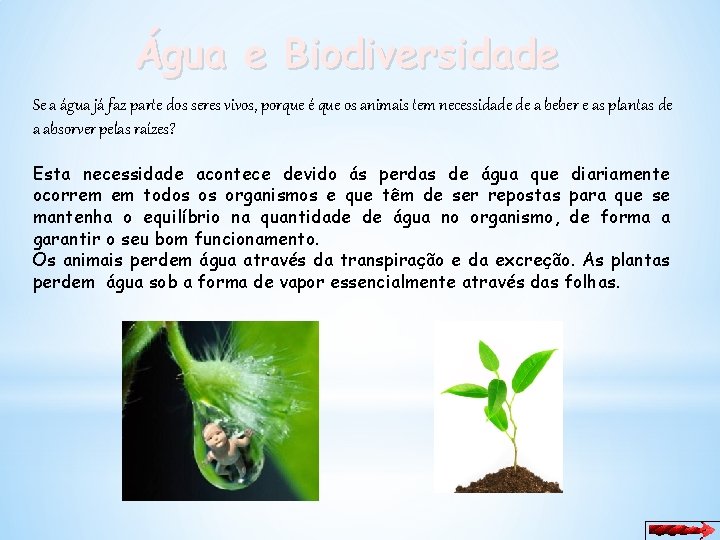 Água e Biodiversidade Se a água já faz parte dos seres vivos, porque é