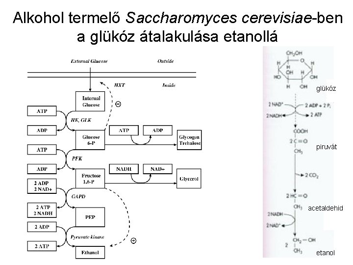 Alkohol termelő Saccharomyces cerevisiae-ben a glükóz átalakulása etanollá glükóz piruvát acetaldehid etanol 