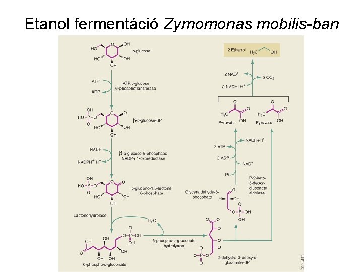 Etanol fermentáció Zymomonas mobilis-ban 