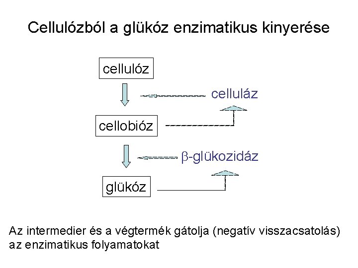 Cellulózból a glükóz enzimatikus kinyerése cellulóz celluláz cellobióz b-glükozidáz glükóz Az intermedier és a