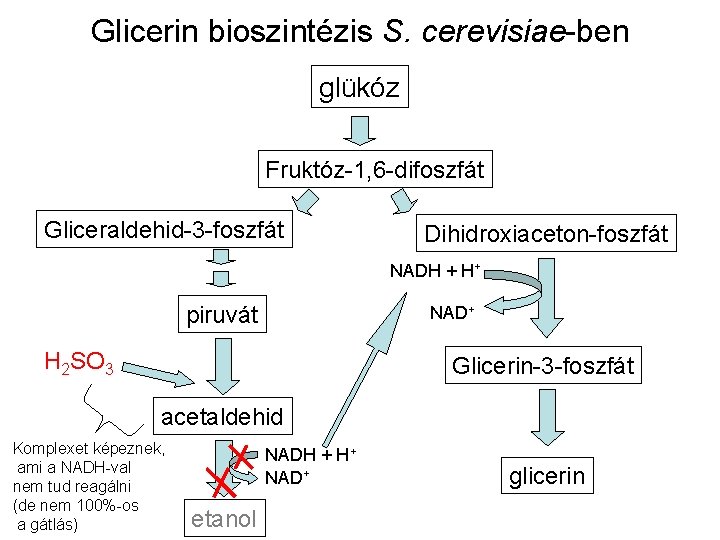 Glicerin bioszintézis S. cerevisiae-ben glükóz Fruktóz-1, 6 -difoszfát Gliceraldehid-3 -foszfát Dihidroxiaceton-foszfát NADH + H+