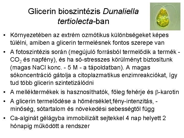 Glicerin bioszintézis Dunaliella tertiolecta-ban • Környezetében az extrém ozmótikus különbségeket képes túlélni, amiben a